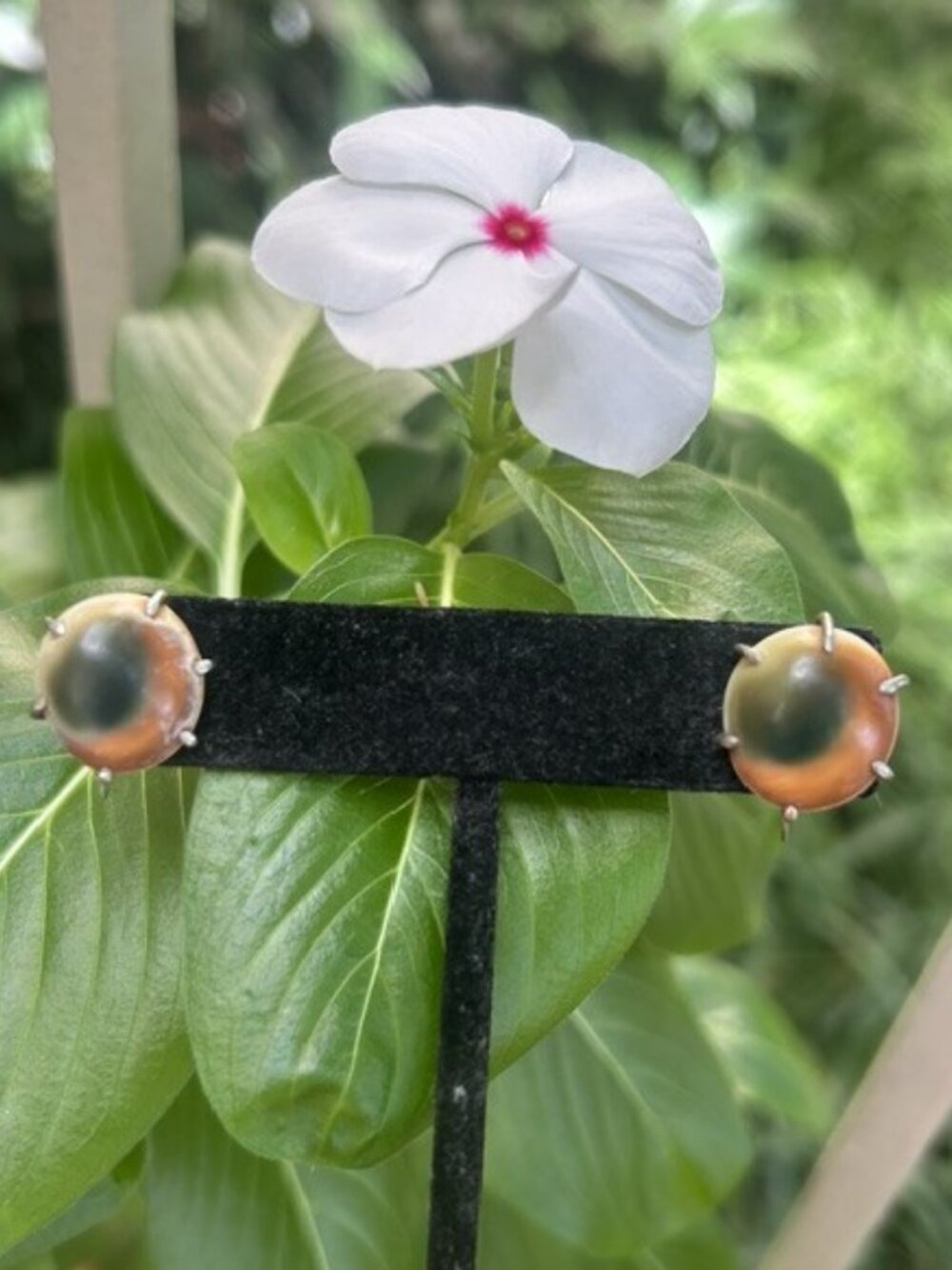 VICTORIAN Operculum Cat's Eyes Sterling Silver EARRINGS